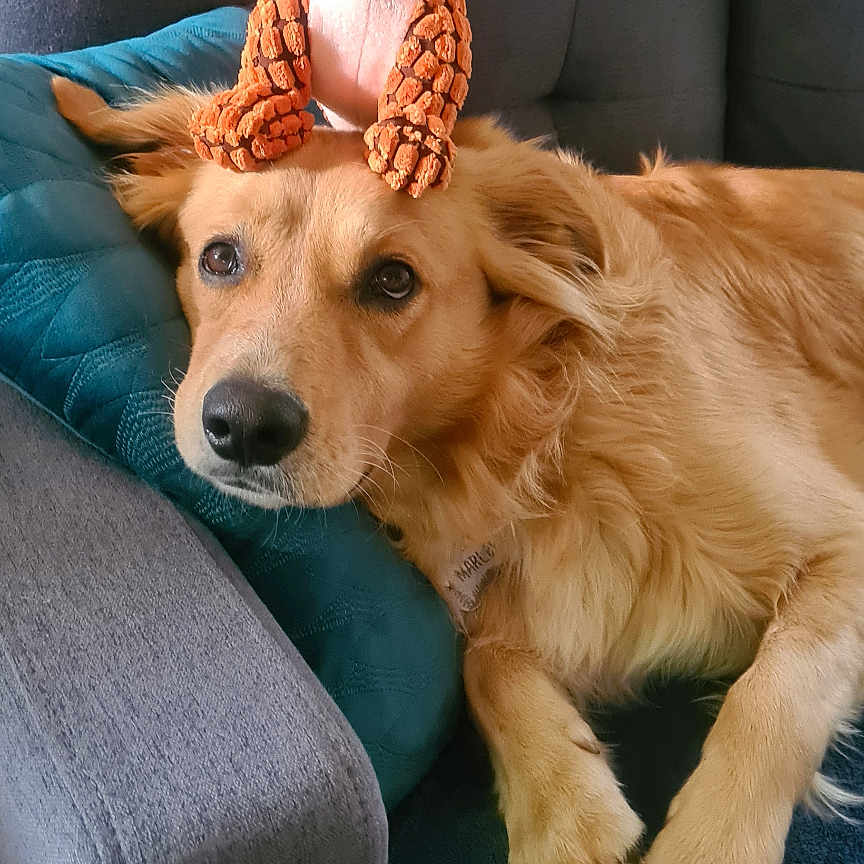 Marley a rejoint le concours — aidez-le/la à gagner de superbes lots ! animal, architecture, armchair, blanket, building, canine, chair, clothing, cockerspaniel, couch, cushion, dog, furniture, glove, goldenretriever, hat, homedecor, hound, pet, puppy