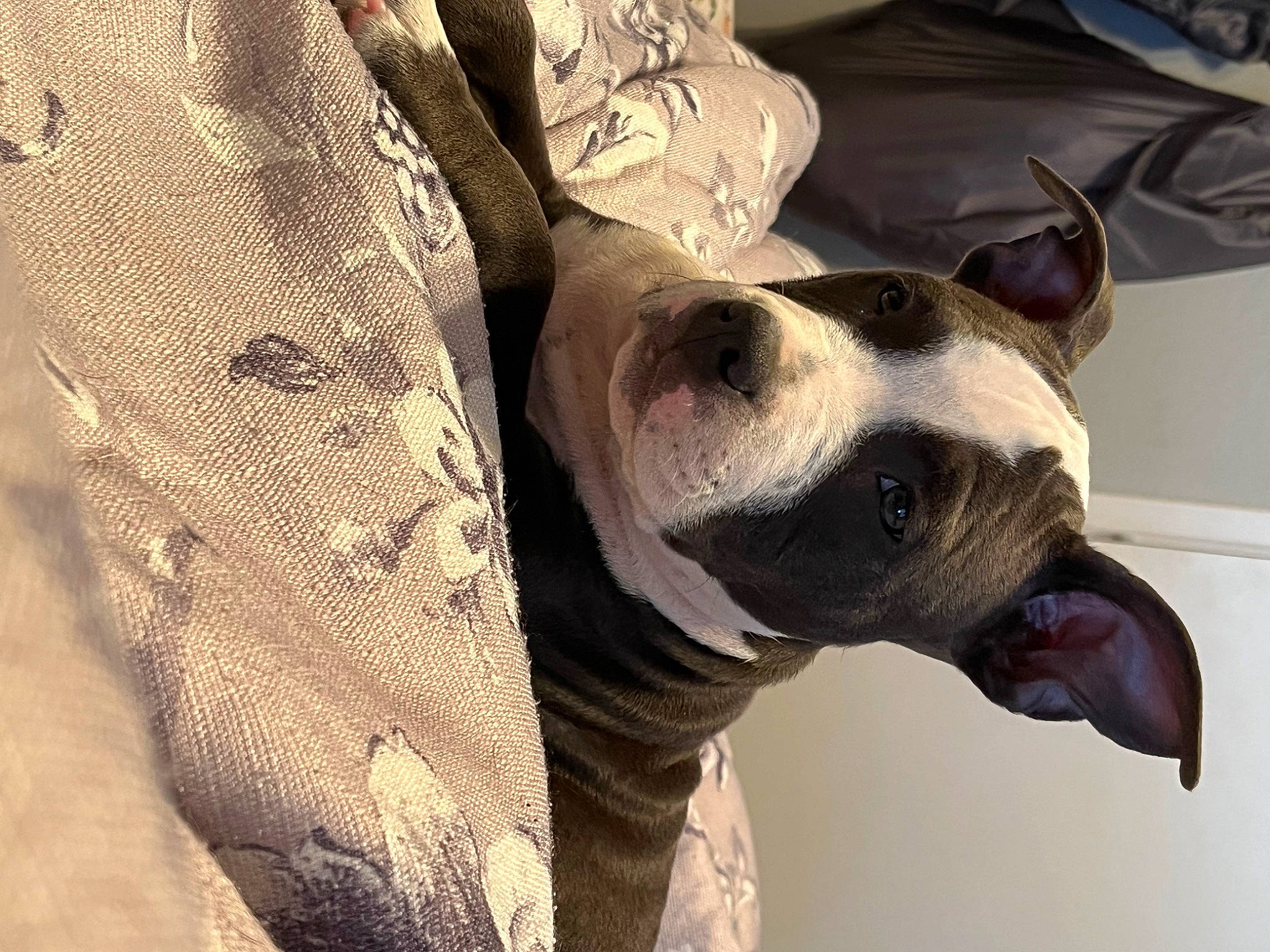 Crash is registered to the contest to win money with this photo: canidae, carnivore, collar, companion_dog, dog, dog_breed, dog_collar, dog_supply, eye, fawn, grey, guard_dog, head, pattern, snout, sporting_group, terrestrial_animal, whiskers, window, working_animal