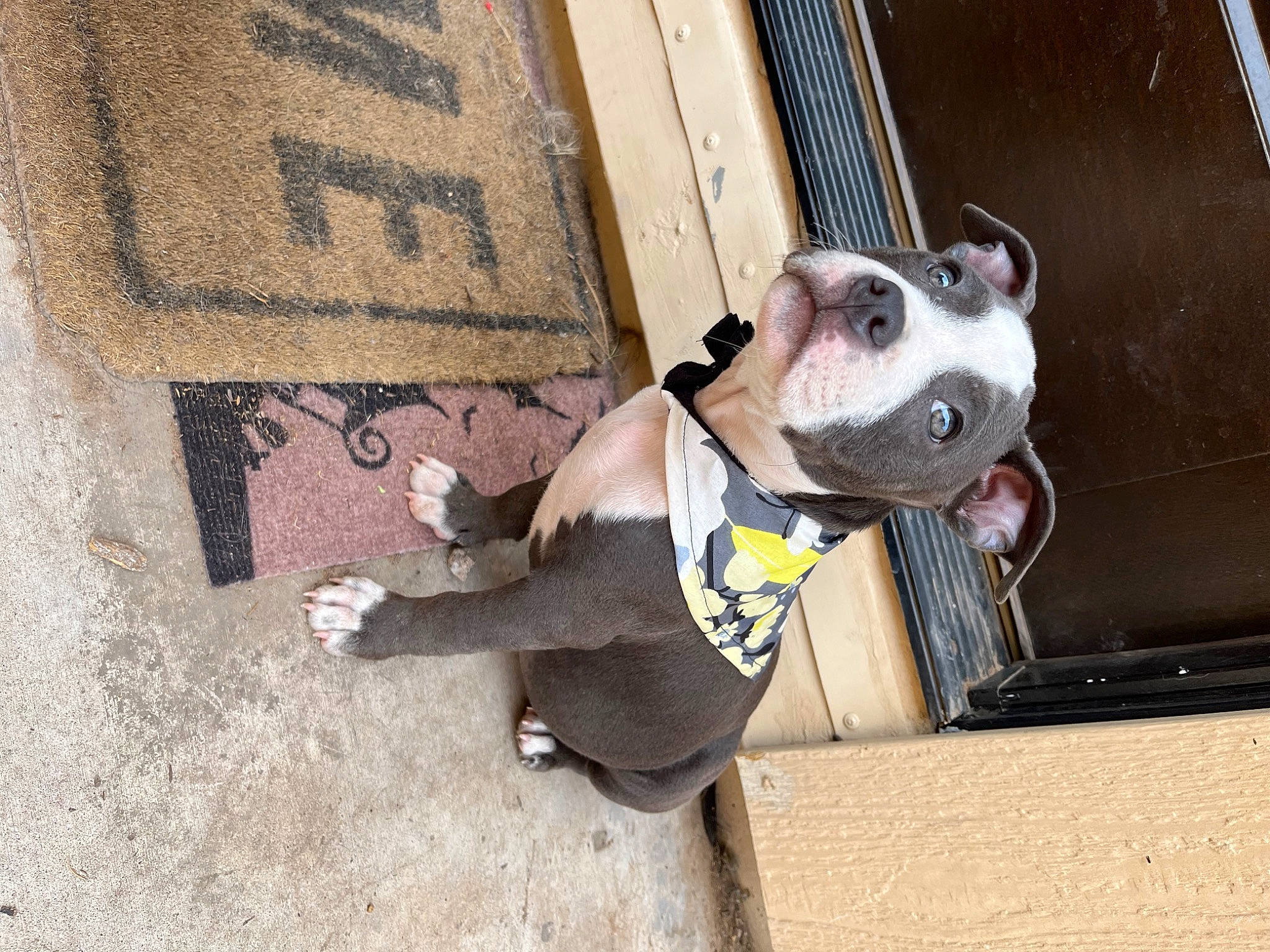 Crash joined the competition — help win amazing prizes! carnivore, collar, companion_dog, dog, dog_breed, dog_clothes, dog_collar, dog_supply, fashion_accessory, fawn, floor, flooring, grey, leash, mammal, pet_supply, snout, sporting_group, vertebrate, working_animal