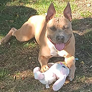 Alpha a rejoint le concours — aidez-le/la à gagner de superbes lots ! dog, pit_bull, pet, animal, outdoor, grass, sunlight, lying_down, sitting, tongue_out, happy, playful, stuffed_animal, unicorn_toy, toy, garden, yard, brown_dog, pointed_ears, portrait