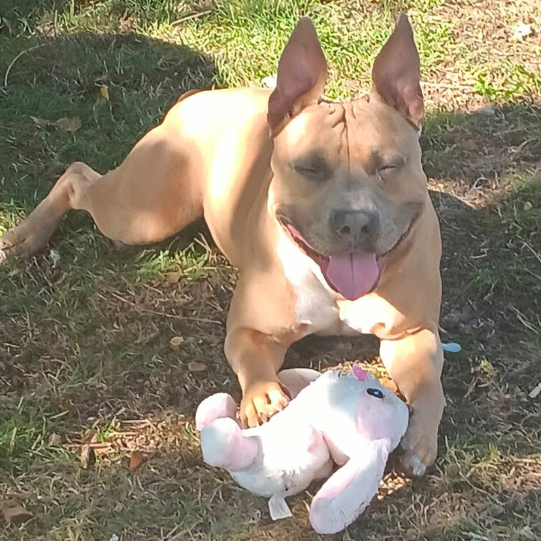 Alpha