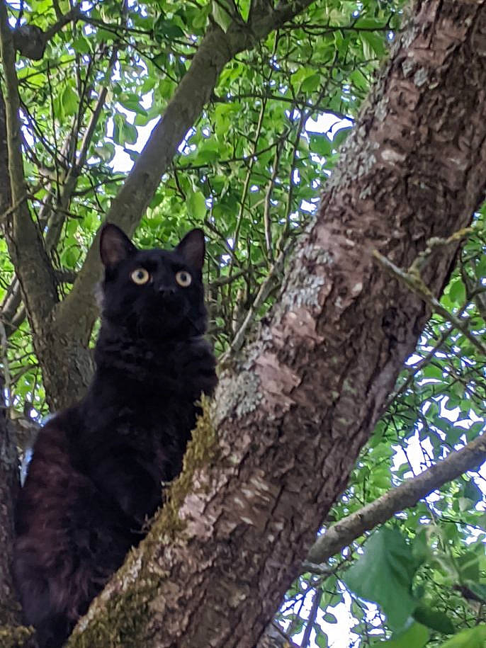 Poky participe au concours pour gagner de l'argent avec cette photo : asian, black_cat, branch, carnivore, cat, domestic_short_haired_cat, felidae, plant, small_to_medium_sized_cats, tree, trunk, whiskers