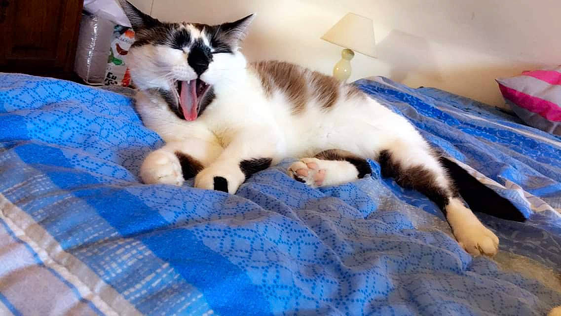 Loucky participe au concours pour gagner de l'argent avec cette photo : aegean_cat, birman, carnivore, cat, european_shorthair, felidae, fur, kitten, mammal, paw, ragdoll, small_to_medium_sized_cats, snowshoe, tail, vertebrate, whiskers