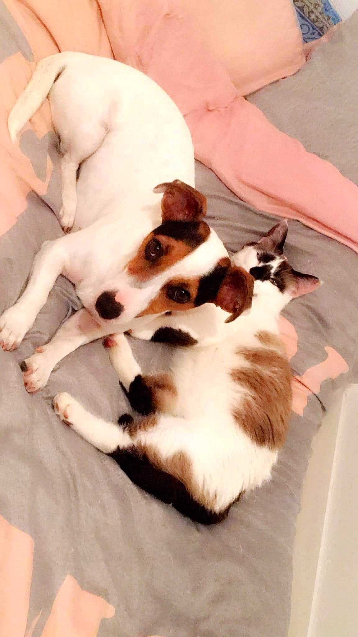 Loucky participe au concours pour gagner de l'argent avec cette photo : canidae, carnivore, cat, companion_dog, dog, dog_breed, fawn, jack_russell_terrier, mammal, paw, puppy, puppy_love, sporting_group, tail