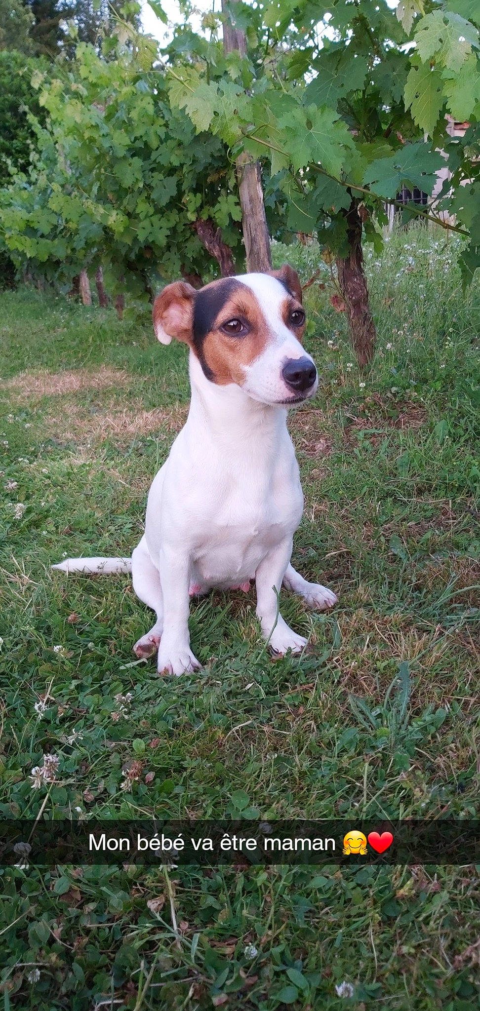 Lixy participe au concours pour gagner de l'argent avec cette photo : brazilian_terrier, canidae, carnivore, chilean_fox_terrier, companion_dog, dog, dog_breed, feist, irishjacks, jack_russell_terrier, mammal, parson_russell_terrier, plummer_terrier, rare_breed_dog, russell_terrier, smooth_fox_terrier, sporting_group, tenterfield_terrier, treeing_feist, vertebrate