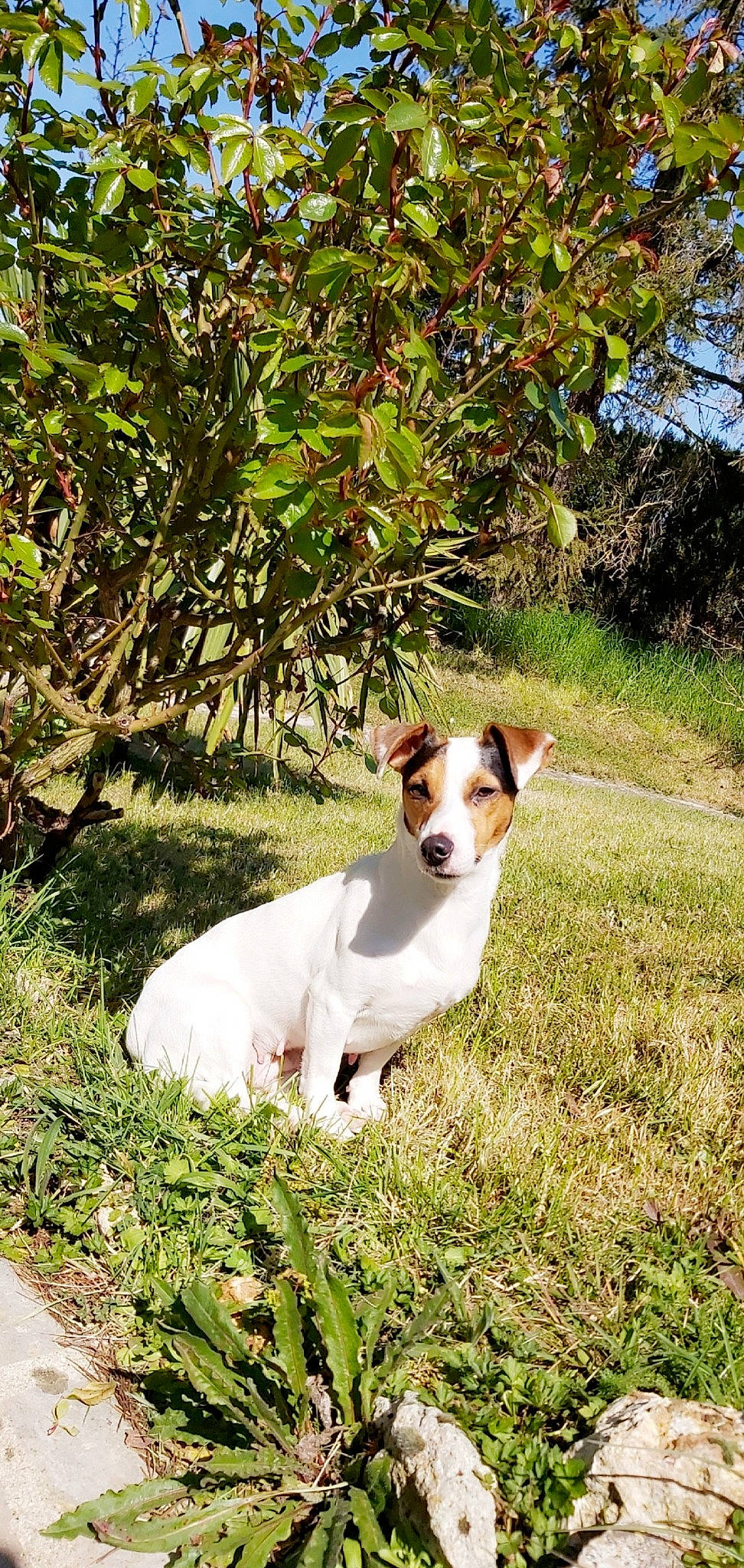 Lixy a rejoint le concours — aidez-le/la à gagner de superbes lots ! canidae, carnivore, companion_dog, danish_swedish_farmdog, dog, dog_breed, feist, fox_terrier, jack_russell_terrier, mammal, miniature_fox_terrier, parson_russell_terrier, plant, russell_terrier, smooth_fox_terrier, sporting_group, tenterfield_terrier, terrier, treeing_feist, vertebrate