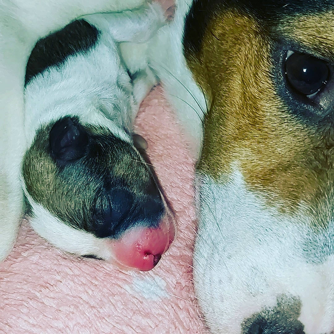 Lixy a rejoint le concours — aidez-le/la à gagner de superbes lots ! canidae, carnivore, danish_swedish_farmdog, dog, dog_breed, eye, fawn, fox_terrier, head, mammal, nose, puppy, puppy_love, rat_terrier, ratonero_bodeguero_andaluz, russell_terrier, smooth_fox_terrier, snout, toy_fox_terrier, whiskers