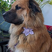 Lulu joined the competition — help win amazing prizes! dog, fluffy, indoor, plant, flower_accessory, collar, window, plaid_blanket, brown_fur, pet, canine, sitting, profile_view, houseplant, furniture, natural_light, domestic_animal, cute, companion, calm