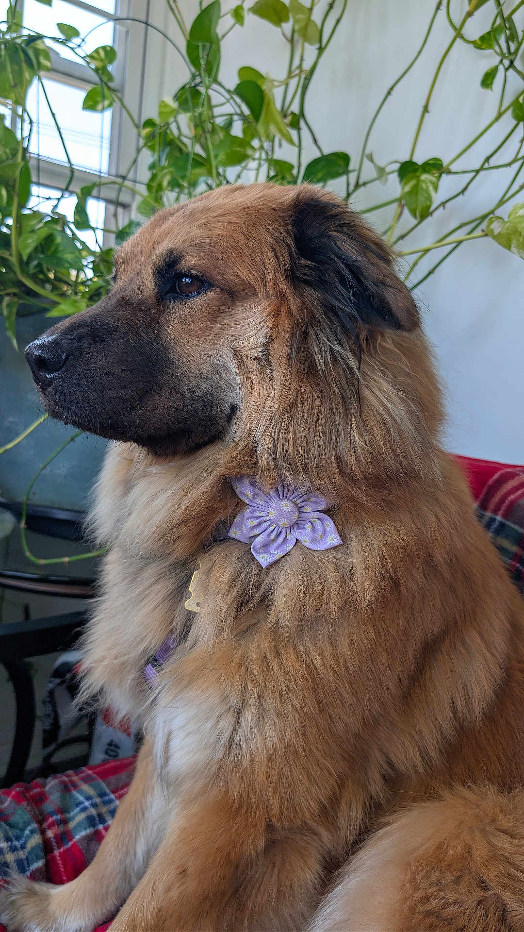 Lulu