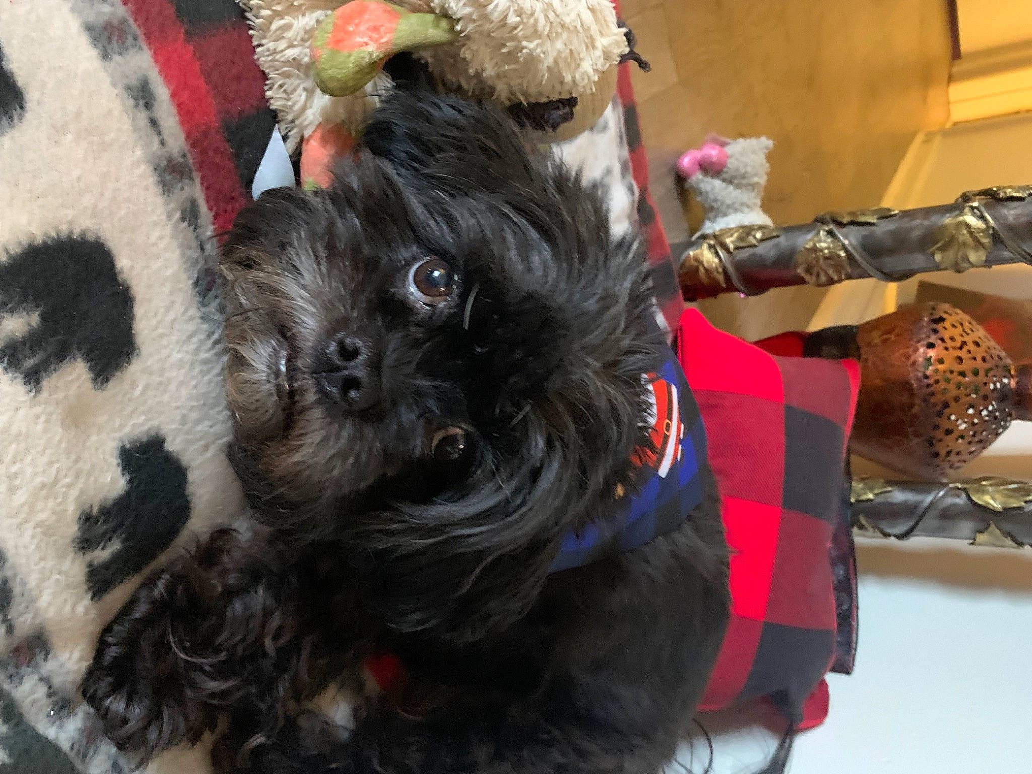 Blue is registered to the contest to win money with this photo: carnivore, collar, companion_dog, dog, dog_breed, dog_clothes, dog_collar, dog_supply, event, fawn, fur, leash, liver, pet_supply, small_terrier, snout, sporting_group, terrier, toy_dog, working_animal