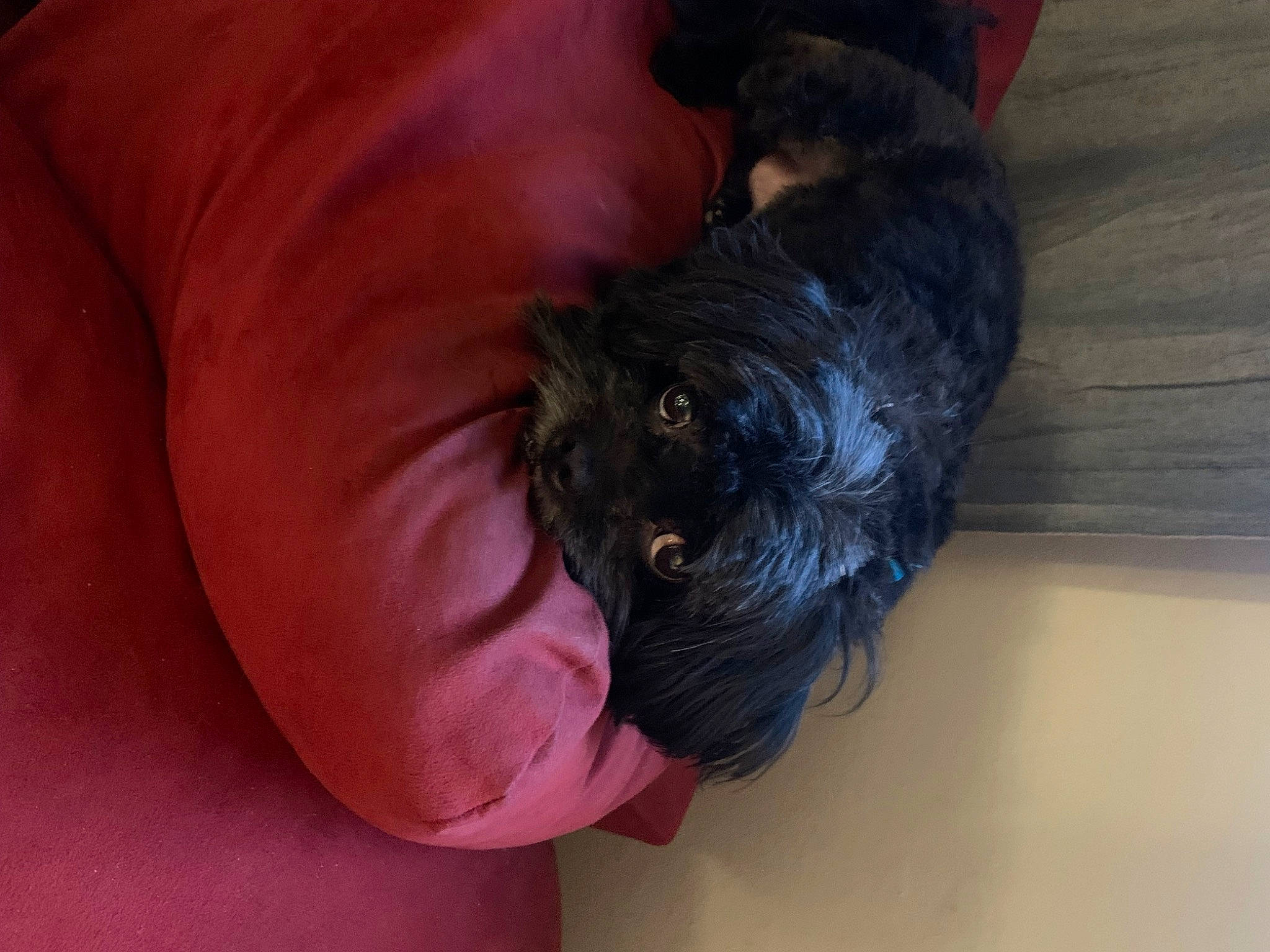 Blue is registered to the contest to win money with this photo: canidae, carnivore, comfort, companion_dog, dog, dog_breed, fawn, felidae, fur, liver, small_terrier, small_to_medium_sized_cats, snout, sporting_group, tail, terrier, toy_dog, whiskers, wood, working_animal