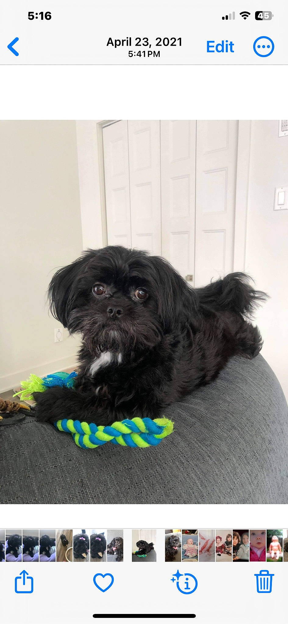 Blue is registered to the contest to win money with this photo: canidae, carnivore, companion_dog, dog, dog_breed, dog_supply, door, electric_blue, fur, liver, maltepoo, non_sporting_group, puppy, shih_tzu, small_terrier, sporting_group, terrier, toy_dog, water_dog, working_animal