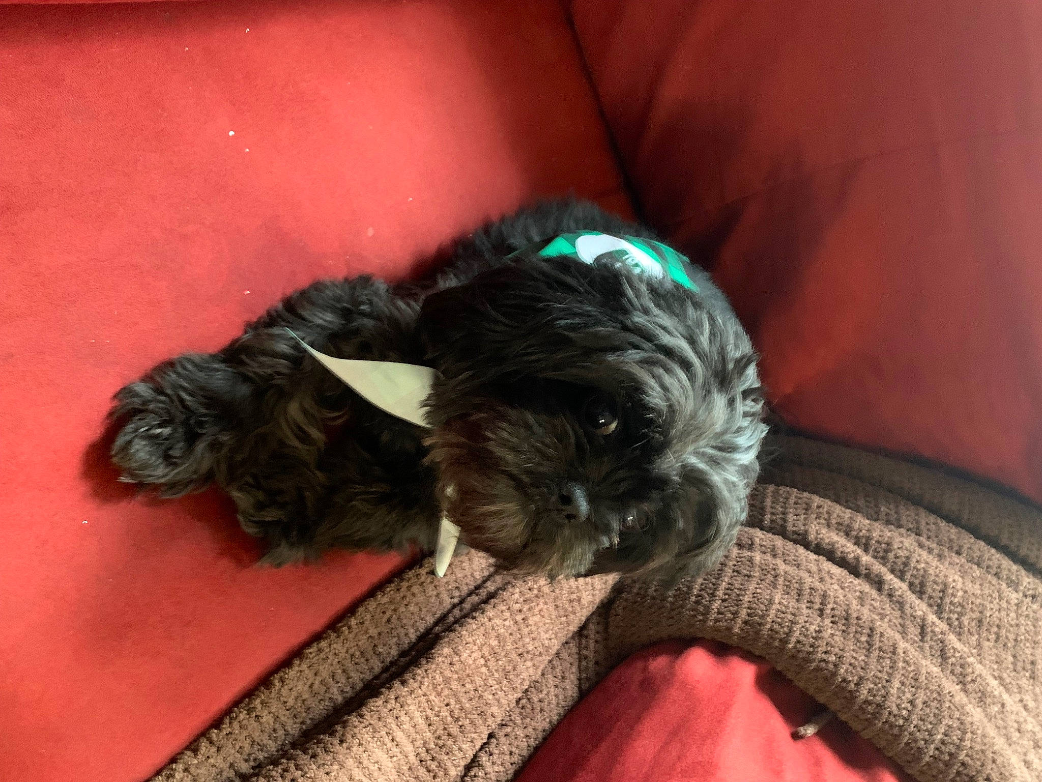 Maggie-mae joined the competition — help win amazing prizes! canidae, carnivore, comfort, companion_dog, dog, dog_breed, dog_supply, fawn, felidae, fur, liver, nap, small_terrier, snout, sporting_group, tail, terrier, toy_dog, whiskers, working_animal