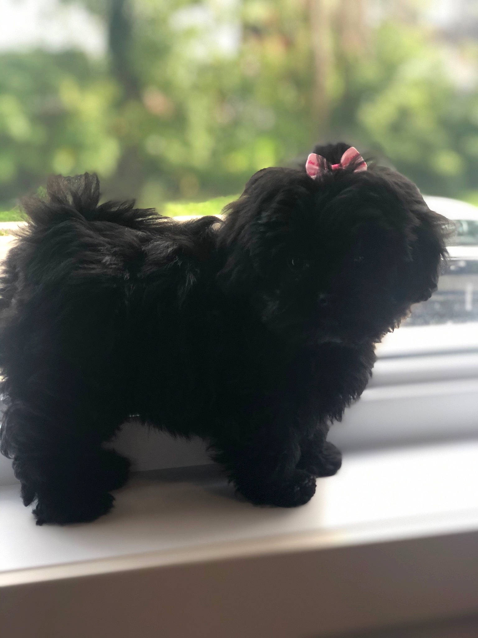 Maggie-mae is registered to the contest to win money with this photo: canidae, carnivore, companion_dog, dog, dog_breed, dog_collar, dog_supply, fur, grass, liver, non_sporting_group, snout, sporting_group, tail, terrestrial_animal, terrier, toy_dog, water_dog, working_animal, working_dog