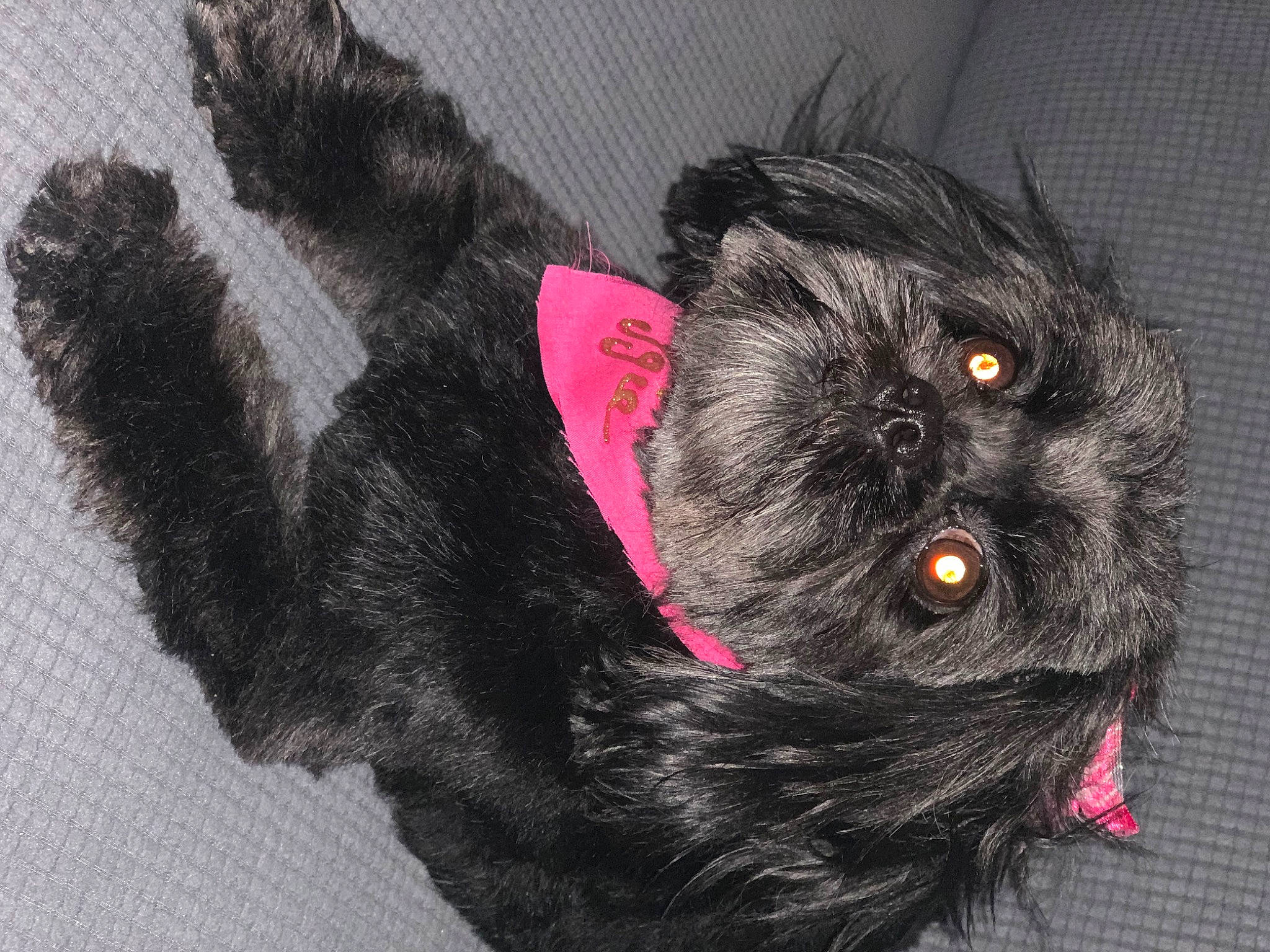 Maggie-mae is registered to the contest to win money with this photo: black_cat, carnivore, claw, companion_dog, dog_breed, dog_collar, fashion_accessory, felidae, fur, liver, magenta, plush, snout, stuffed_toy, tail, toy, toy_dog, whiskers
