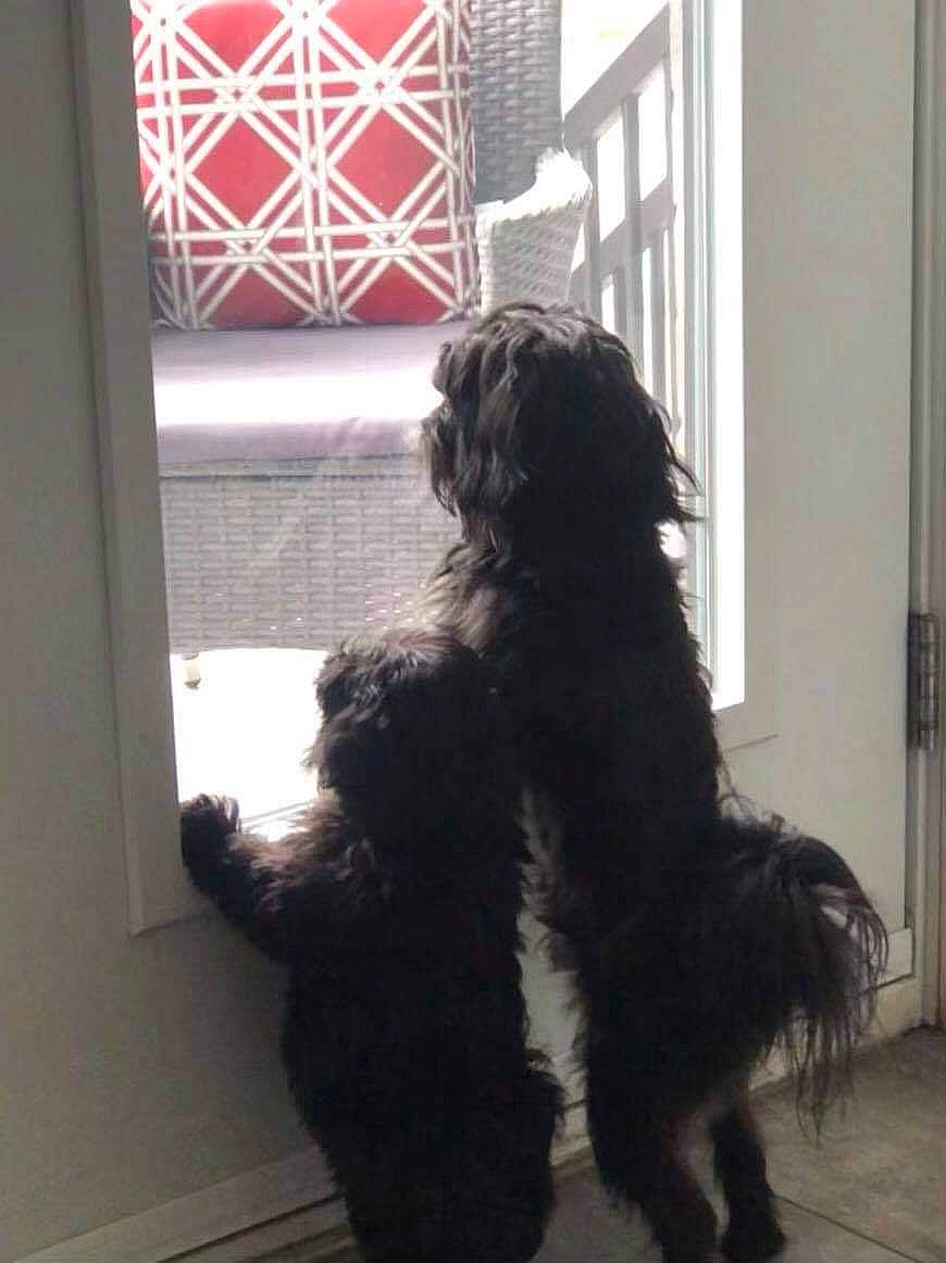 Maggie-mae joined the competition — help win amazing prizes! canidae, carnivore, companion_dog, dog, dog_breed, fixture, fur, non_sporting_group, sporting_group, tail, terrier, toy_dog, water_dog, window, working_animal, working_dog