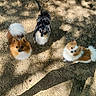 dog, pomeranian, animal, pet, outdoor, tree, shadow, curious, fluffy, fur, nature, sunlight, ground, canine, three, looking_up, playful, small_dog, companions, daylight