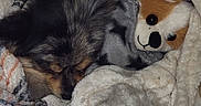Smokey Mo Mo joined the competition — help win amazing prizes! animal, black, blanket, brown, comfort, cozy, cute, dog, fur, indoor, pet, plush_toy, puppy, resting, sleeping, snuggled, soft, toy, warm, white