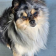 Smokey Mo Mo joined the competition — help win amazing prizes! dog, fluffy, pet, animal, cute, fur, portrait, looking_up, outdoor, grass, rocks, texture, gray_surface, ears, eyes, nose, paw, sitting, small_dog, adorable