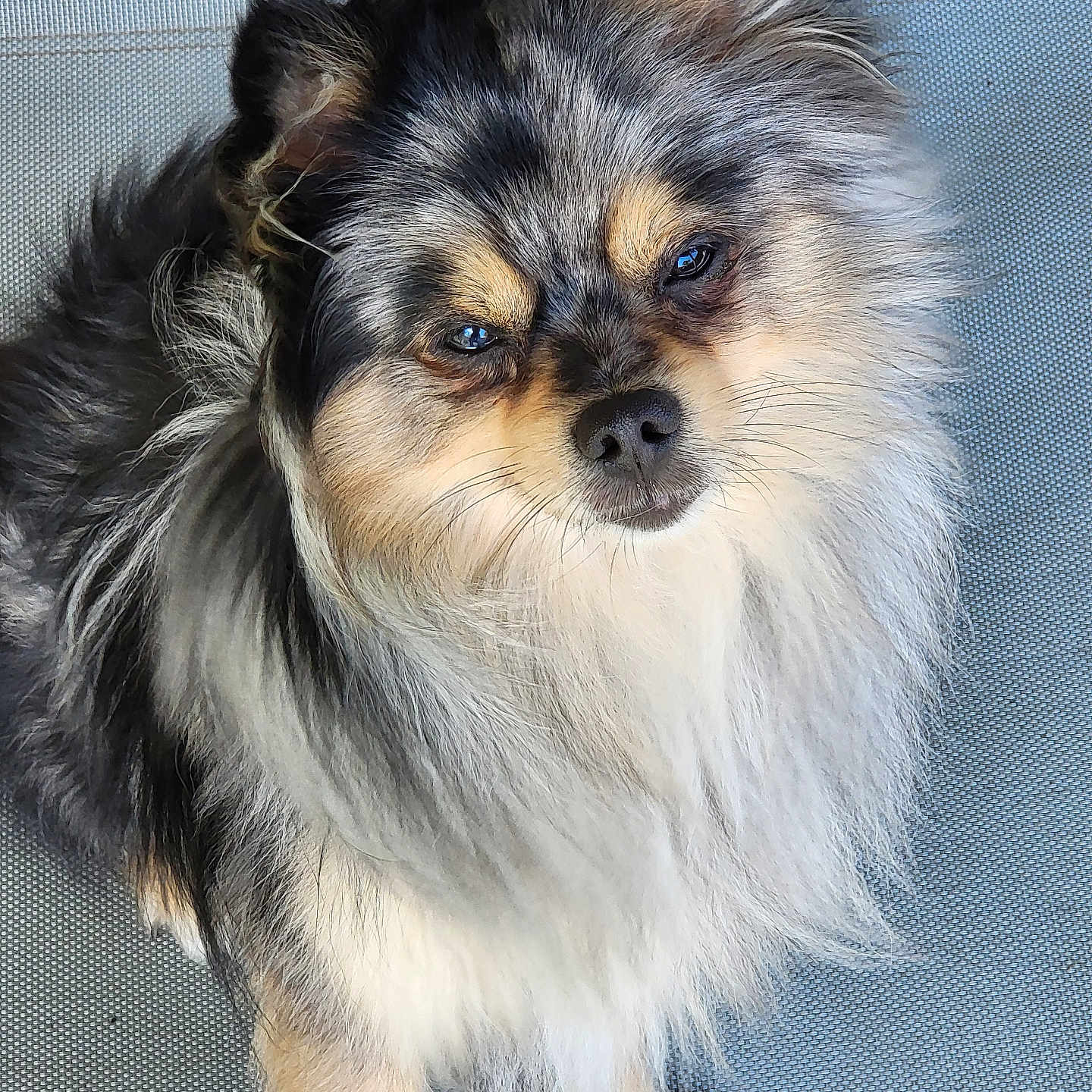Smokey Mo Mo joined the competition — help win amazing prizes! dog, fluffy, pet, animal, cute, fur, portrait, looking_up, outdoor, grass, rocks, texture, gray_surface, ears, eyes, nose, paw, sitting, small_dog, adorable