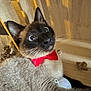 cat, siamese, bow_tie, pet, animal, indoor, wood, fur, whiskers, closeup, cute, wide_eyes, portrait, feline, domestic_animal, playful, resting, mammal, expression, home