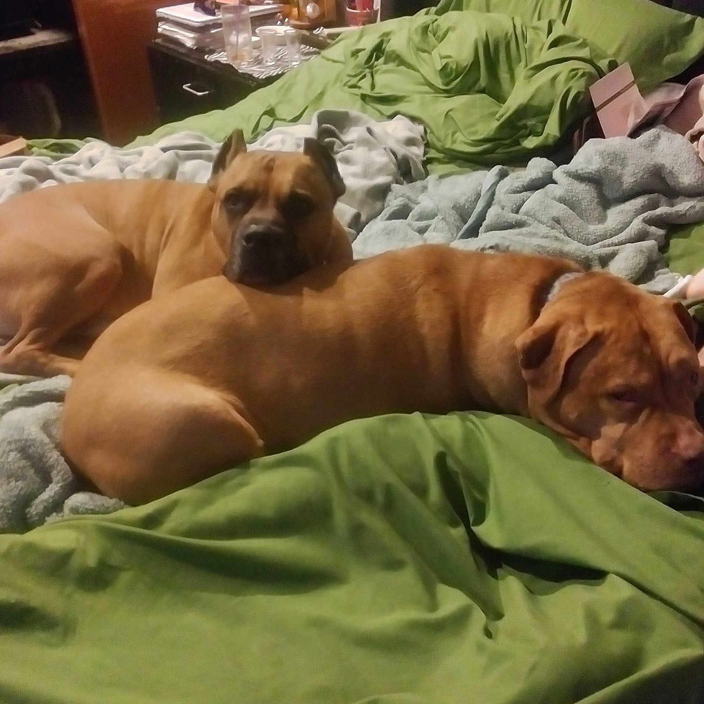 Tech And Nala is registered to the contest to win money with this photo: dog, bed, blanket, green_bedspread, indoor, pet, resting, brown_dog, furniture, relaxed, cozy, sleeping, canine, domestic_animal, home, comfort, two_dogs, fur, ear, head