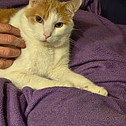 Odel is registered to the contest to win money with this photo: cat, orange_and_white_cat, pet, animal, feline, blanket, purple_blanket, hand, human_hand, relaxing, cozy, indoor, close_up, fur, whiskers, ears, eyes, resting, comfort, calm