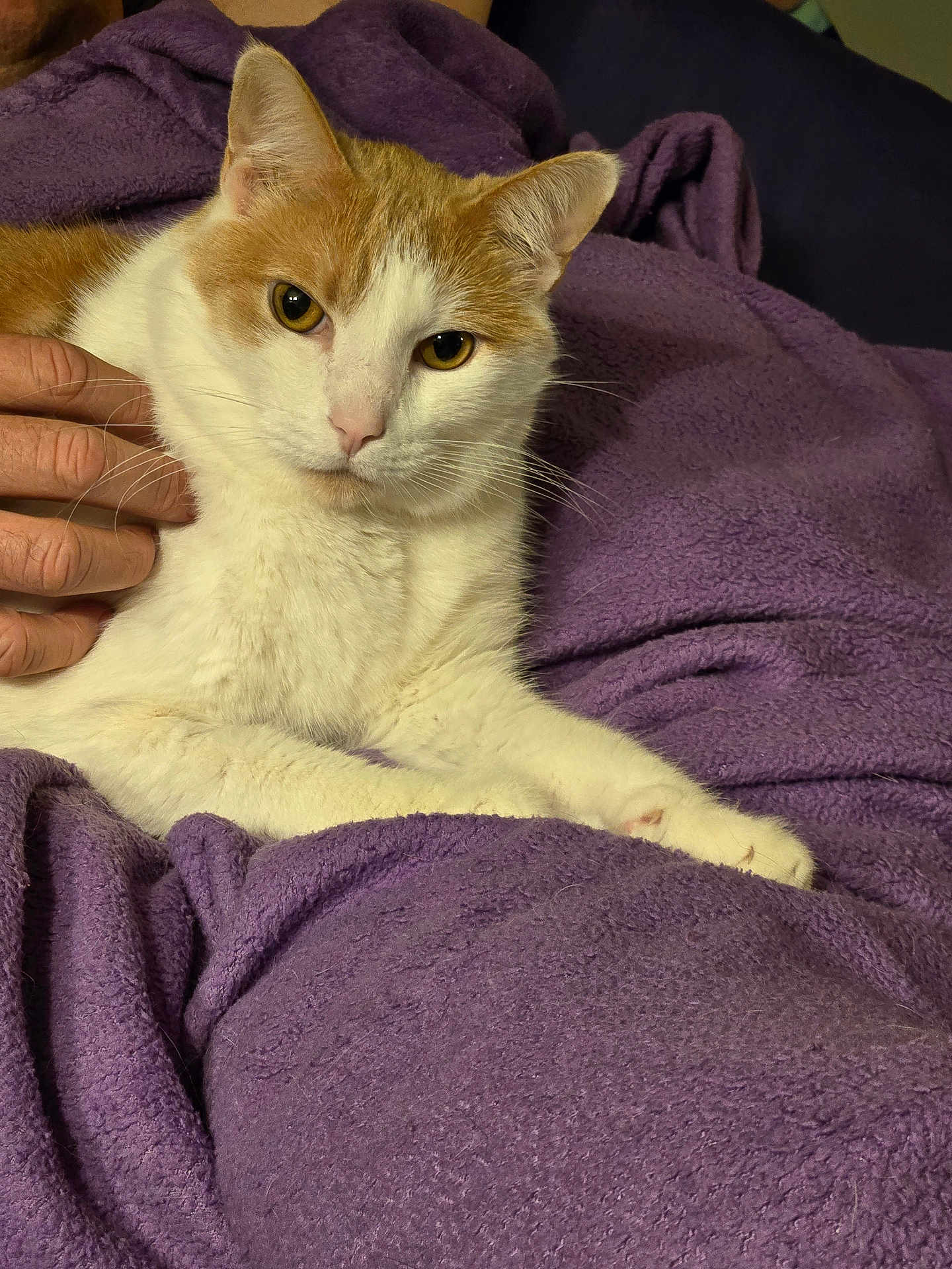 Odel is registered to the contest to win money with this photo: cat, orange_and_white_cat, pet, animal, feline, blanket, purple_blanket, hand, human_hand, relaxing, cozy, indoor, close_up, fur, whiskers, ears, eyes, resting, comfort, calm