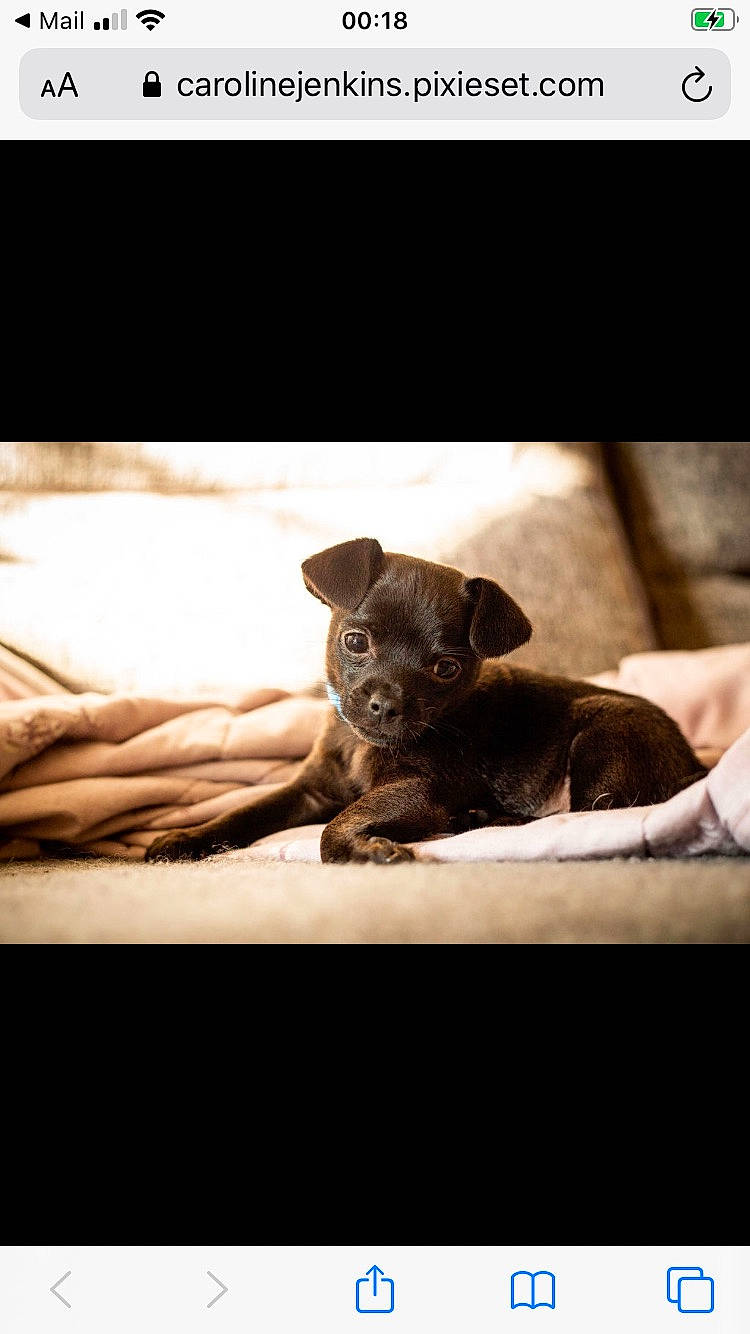 Finn is registered to the contest to win money with this photo: canidae, carnivore, chihuahua, companion_dog, dog, dog_breed, ear, labrador_retriever, mammal, miniature_pinscher, photograph, puppy, snapshot, snout, sporting_group