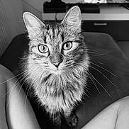 Rio a rejoint le concours — aidez-le/la à gagner de superbes lots ! black_and_white, cat, close_up, curious, cute, domestic_animal, eyes, feline, fluffy_cat, fur, household, indoor, living_room, person_legs, pet, portrait, sitting, sofa, tabby, whiskers