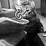 Rio participe au concours pour gagner de l'argent avec cette photo : animal, architecture, bodypart, building, candle, cat, couch, face, finger, furniture, hand, head, indoors, livingroom, manx, person, pet, room, skin, tattoo