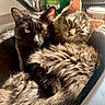 animal, black_cat, cat, closeup, companionship, cozy, cuddle, domestic, ears, feline, fur, golden_eyes, indoor, pets, relaxed, sink, sunlight, tabby_cat, warm_light, whiskers