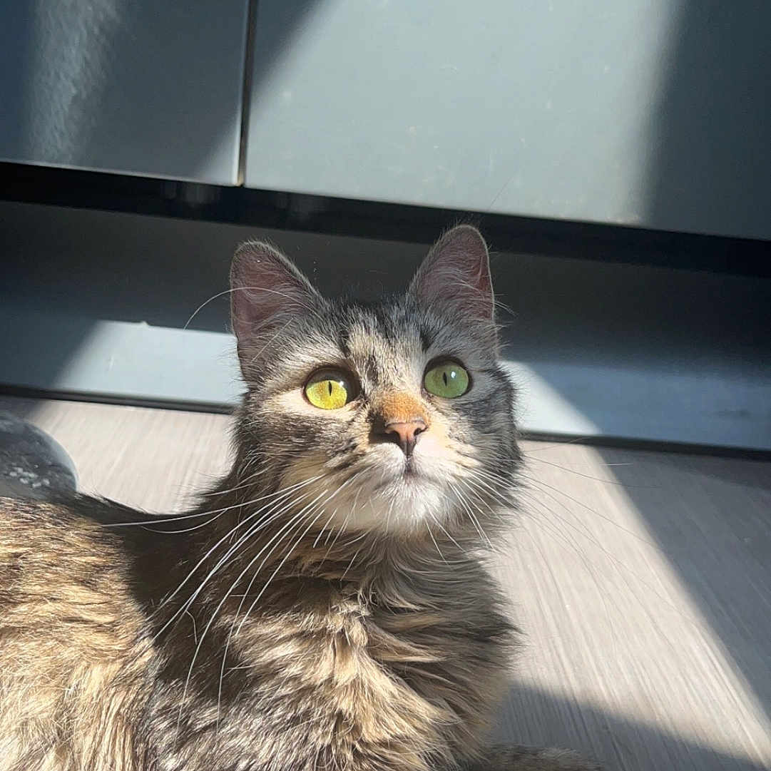 Rio participe au concours pour gagner de l'argent avec cette photo : abyssinian, angora, animal, brasssection, cat, closet, cupboard, drawer, furniture, hardwood, horn, indoors, interiordesign, kitten, manx, musicalinstrument, pet, plywood, slate, wood