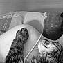 Rio a rejoint le concours — aidez-le/la à gagner de superbes lots ! animal, back, bed, bodypart, canine, cat, clothing, dog, face, finger, furniture, hand, head, person, pet, photography, portrait, skin, swimwear, tattoo