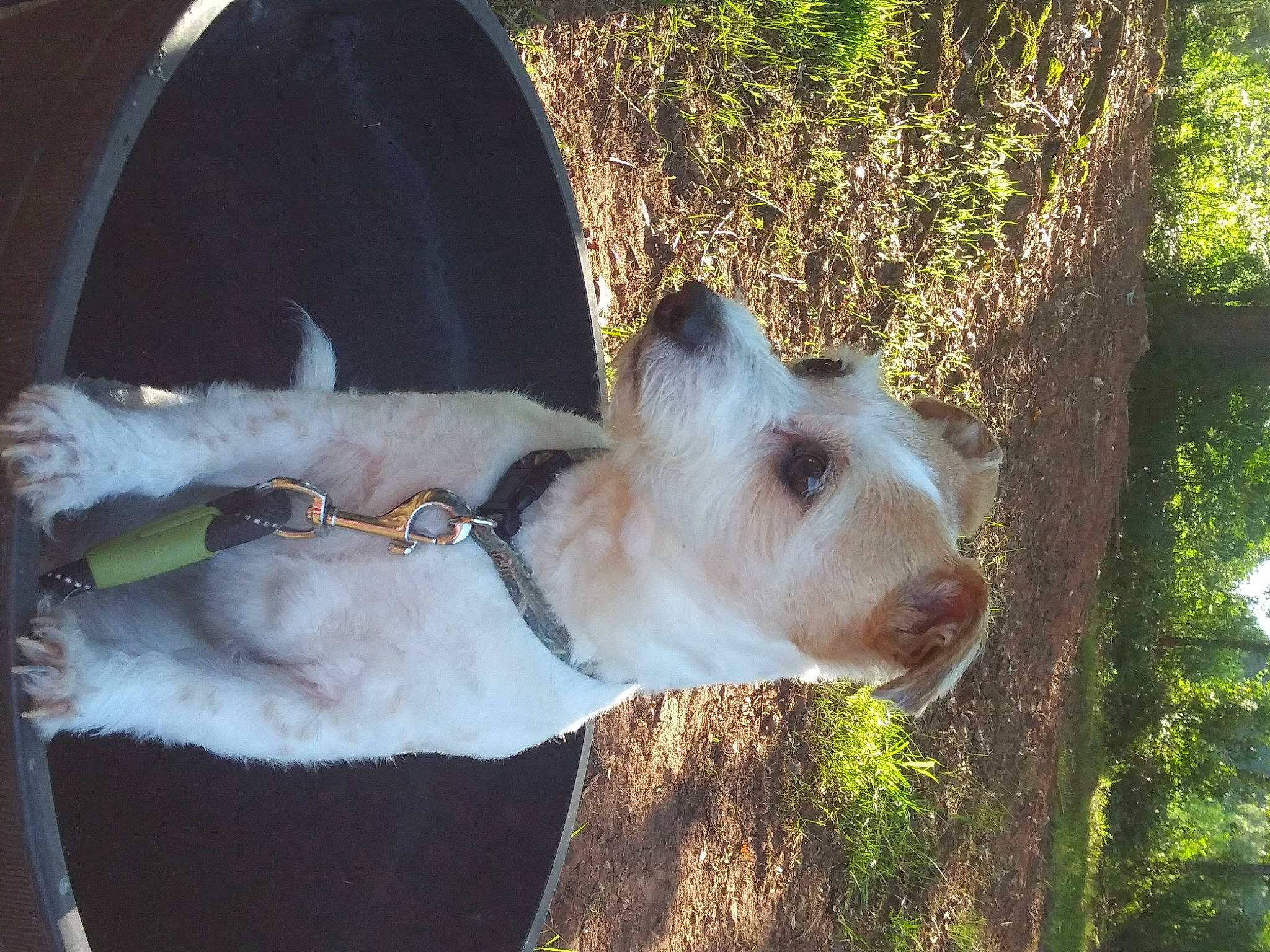 Beckett joined the competition — help win amazing prizes! canidae, carnivore, companion_dog, dog, dog_breed, dogo_argentino, ear, fawn, fox_terrier, mammal, snout, spinone_italiano, terrier, vertebrate, west_highland_white_terrier, wire_hair_fox_terrier