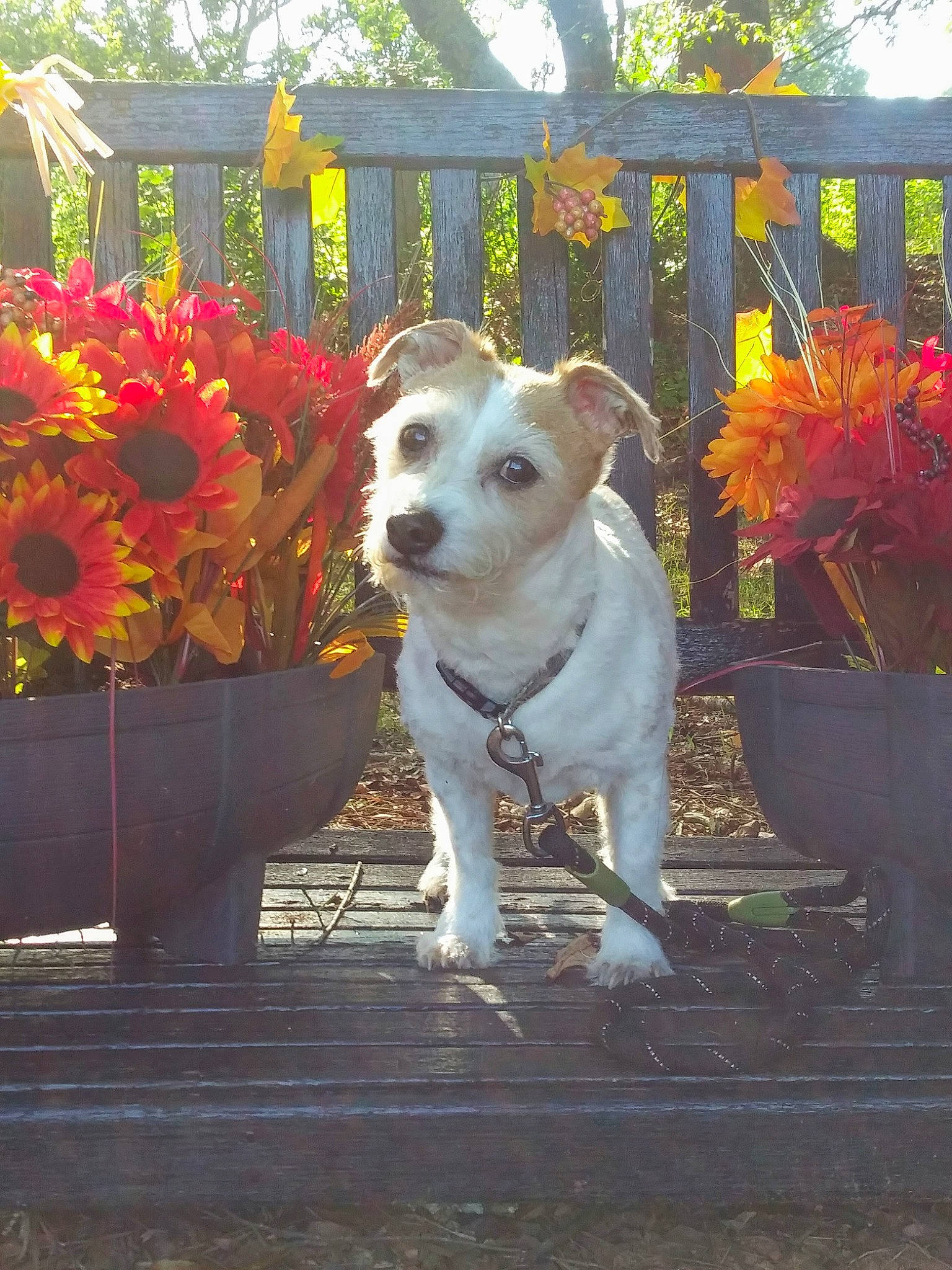 Beckett is registered to the contest to win money with this photo: canidae, carnivore, companion_dog, dog, dog_breed, fawn, flower, jack_russell_terrier, leaf, mammal, parson_russell_terrier, plant, russell_terrier, snout, sporting_group, vertebrate