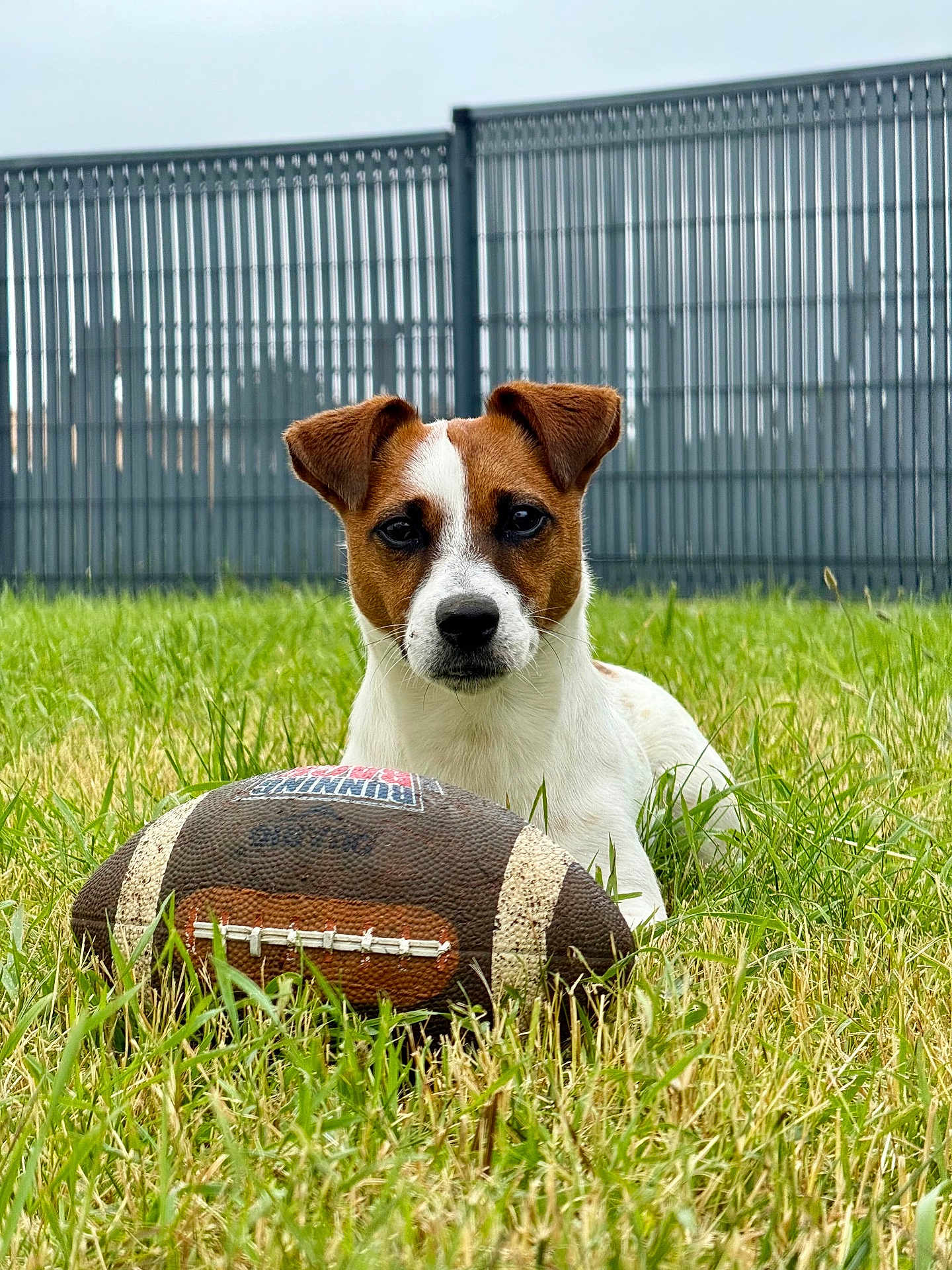 Sparow a rejoint le concours — aidez-le/la à gagner de superbes lots ! dog, grass, football, outdoor, pet, animal, fence, play, brown, white, ears, field, cute, resting, nature, sport, toy, daytime, canine, lawn
