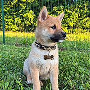 Bao participe au concours pour gagner de l'argent avec cette photo : animal, collar, cute, daylight, dog, ears, fence, fur, grass, greenery, nature, outdoor, pet, portrait, puppy, side_view, sitting, sunlight, tag, young_dog