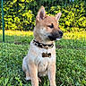 animal, collar, cute, daylight, dog, ears, fence, fur, grass, greenery, nature, outdoor, pet, portrait, puppy, side_view, sitting, sunlight, tag, young_dog