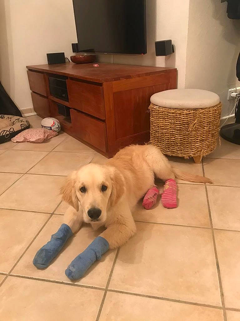 Buddy a rejoint le concours — aidez-le/la à gagner de superbes lots ! cabinetry, carnivore, comfort, companion_dog, dog, dog_breed, dog_supply, drawer, dresser, fawn, floor, flooring, hardwood, laminate_flooring, room, tail, television, wood, wood_flooring, working_animal