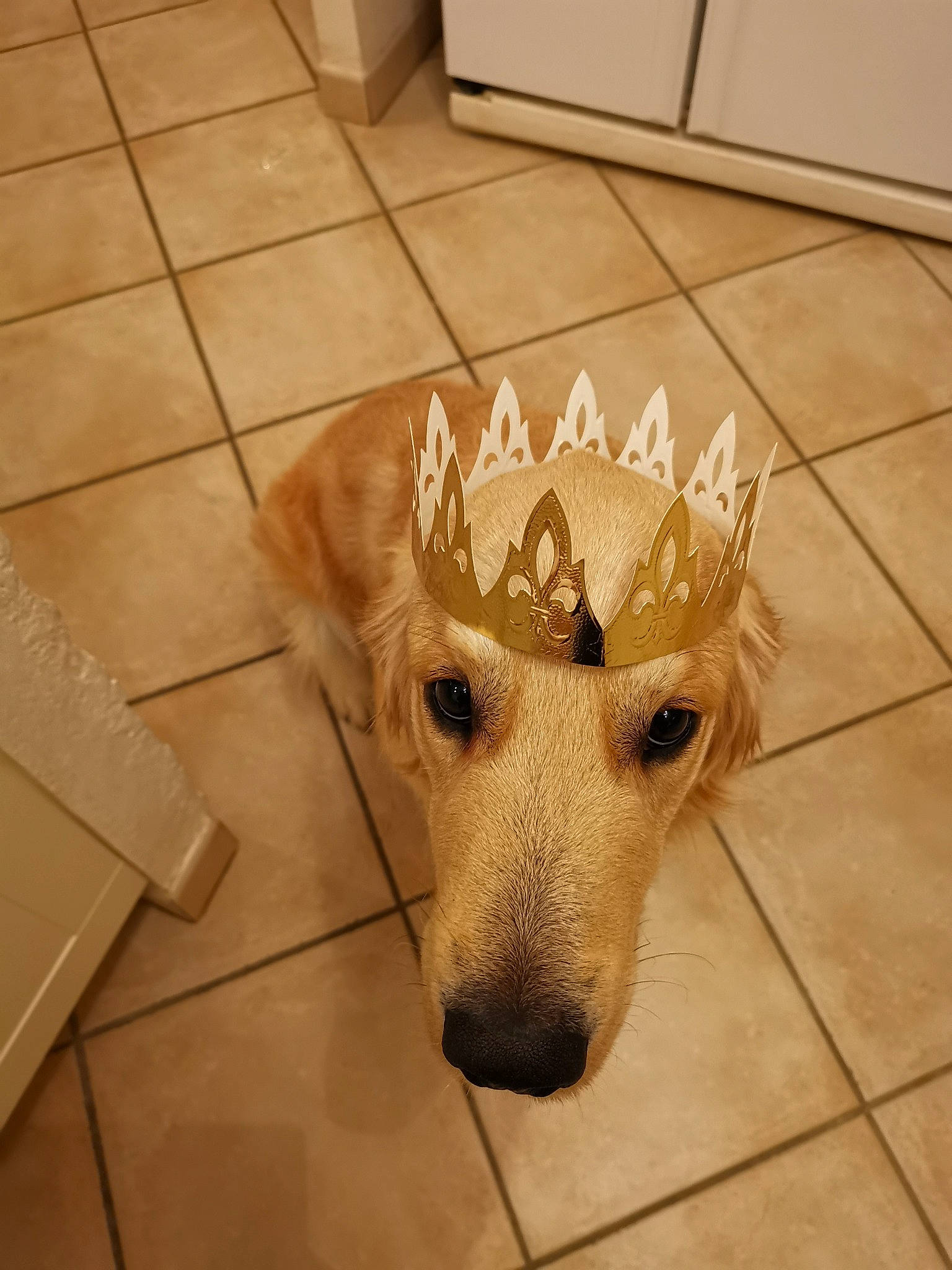 Buddy participe au concours pour gagner de l'argent avec cette photo : carnivore, companion_dog, costume_hat, dog, dog_breed, fashion_accessory, fawn, felidae, floor, flooring, fur, hardwood, metal, small_to_medium_sized_cats, snout, tail, tile_flooring, whiskers, wood, working_animal