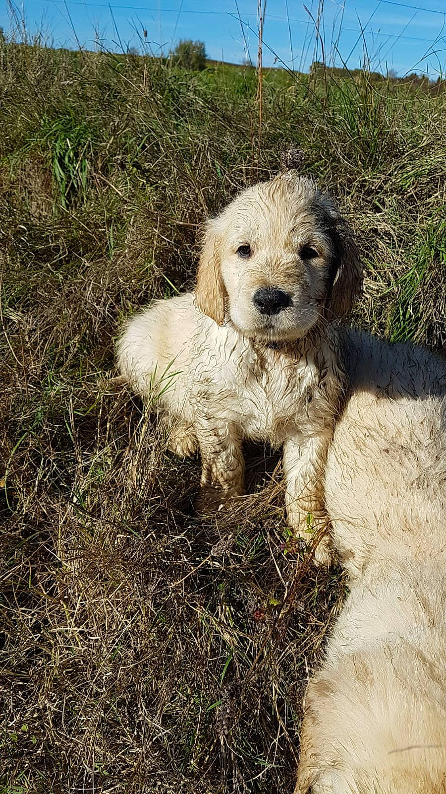Buddy participe au concours pour gagner de l'argent avec cette photo : briquet_griffon_vendeen, carnivore, companion_dog, dog, dog_breed, fur, grass, labradoodle, livestock_guardian_dog, poodle, poodle_crossbreed, retriever, small_terrier, soil, sporting_group, terrestrial_animal, terrier, toy_dog, water_dog, working_animal