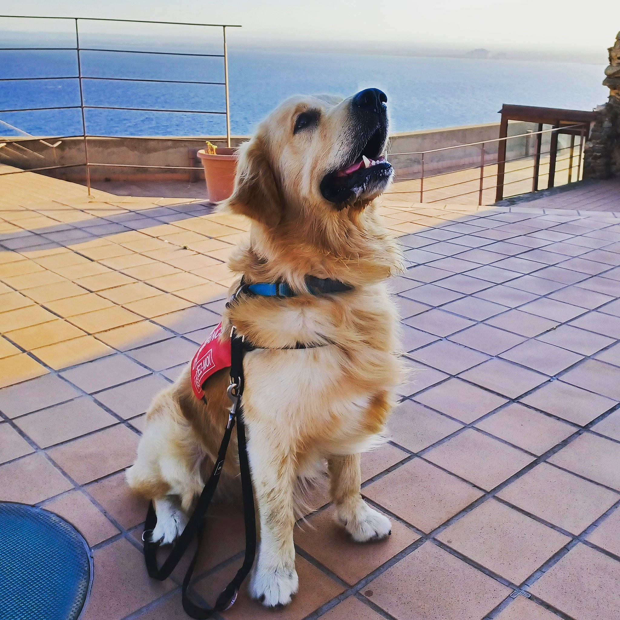 Buddy a rejoint le concours — aidez-le/la à gagner de superbes lots ! carnivore, collar, companion_dog, dog, dog_breed, dog_collar, dog_supply, fawn, flooring, gun_dog, leash, pet_supply, retriever, sky, snout, sporting_group, water, wood, working_animal, working_dog