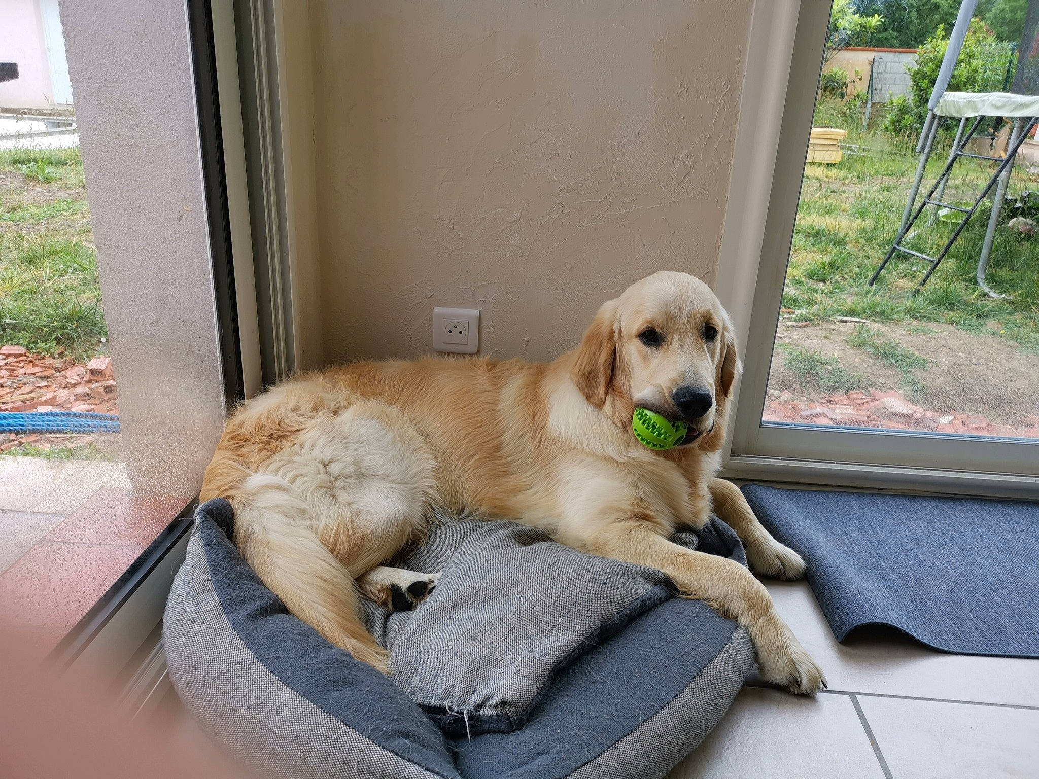 Buddy a rejoint le concours — aidez-le/la à gagner de superbes lots ! canidae, carnivore, chair, collar, companion_dog, couch, dog, dog_breed, dog_collar, dog_supply, fawn, grass, outdoor_furniture, pet_supply, plant, retriever, snout, sporting_group, tail, tree