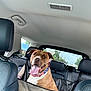 dog, car, backseat, american_flag_collar, tongue_out, happy, pet, brown_dog, white_chest, seatbelt, window, headrest, road, trees, power_lines, interior, vehicle, travel, companion, domestic_animal