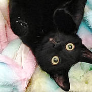 Stella joined the competition — help win amazing prizes! animal, black_cat, blanket, cat, closeup, cozy, cute, domestic_cat, ears, eyes, feline, fur, indoor, pastel_colors, pet, playful, relaxing, sleepy, soft_texture, whiskers