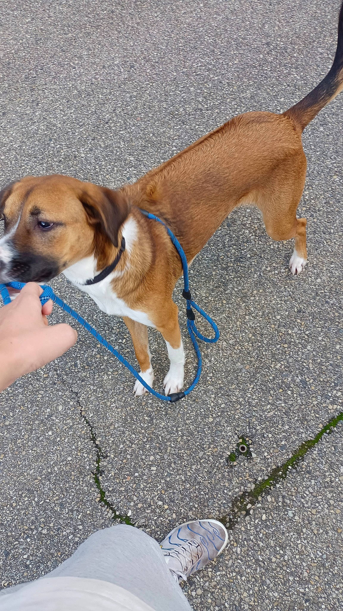 César a rejoint le concours — aidez-le/la à gagner de superbes lots ! canidae, carnivore, collar, companion_dog, dog, dog_breed, dog_collar, dog_supply, fashion_accessory, fawn, fur, leash, liver, paw, pet_supply, road_surface, snout, sporting_group, tail, working_animal