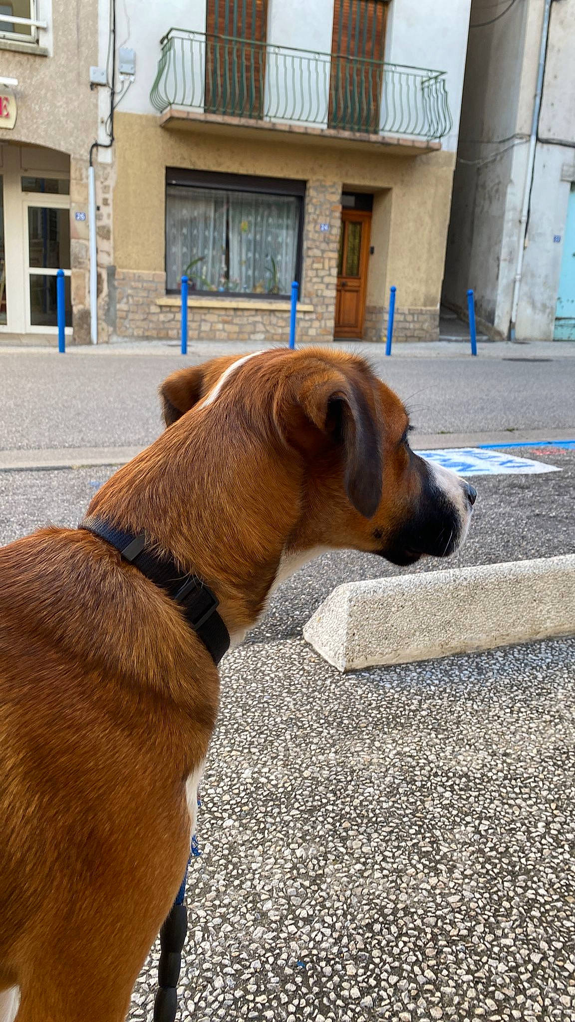 César a rejoint le concours — aidez-le/la à gagner de superbes lots ! building, carnivore, collar, companion_dog, dog, dog_breed, dog_collar, dog_supply, fawn, flooring, leash, liver, pet_supply, road_surface, snout, tail, window, wood, working_animal, wrinkle