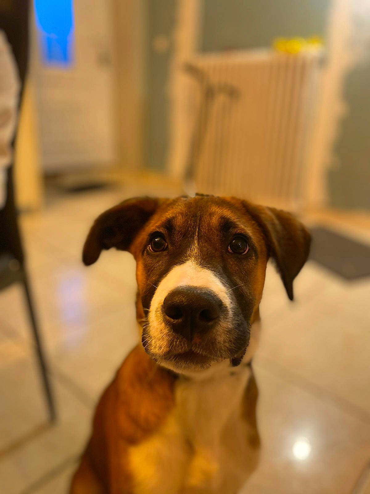 César a rejoint le concours — aidez-le/la à gagner de superbes lots ! canidae, carnivore, companion_dog, dog, dog_breed, eye, fawn, flooring, guard_dog, pet_supply, sporting_group, whiskers, working_animal, working_dog