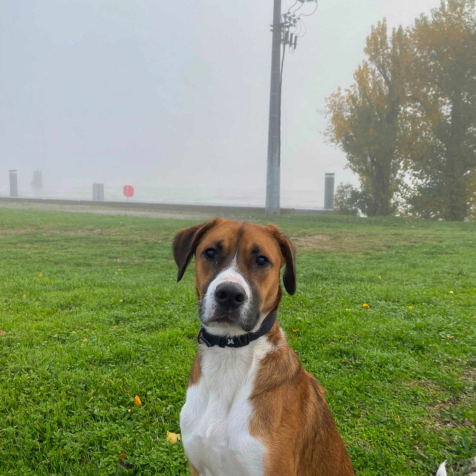 César